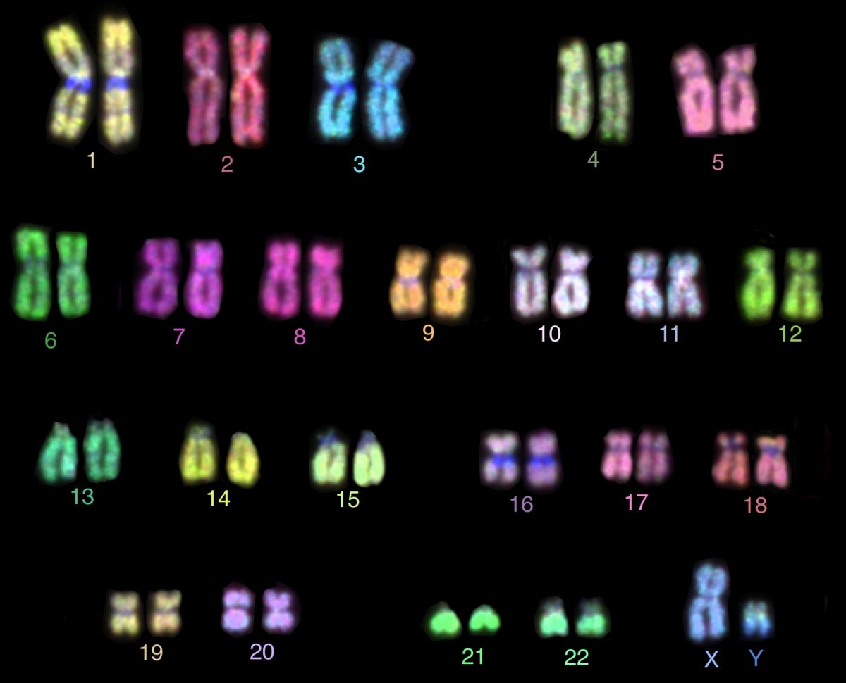 M-FISH karyotype.jpg