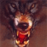 grey_wolf